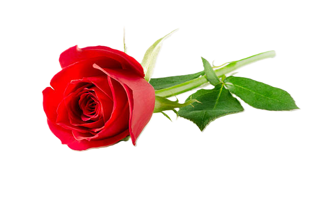 Dekorative Blume