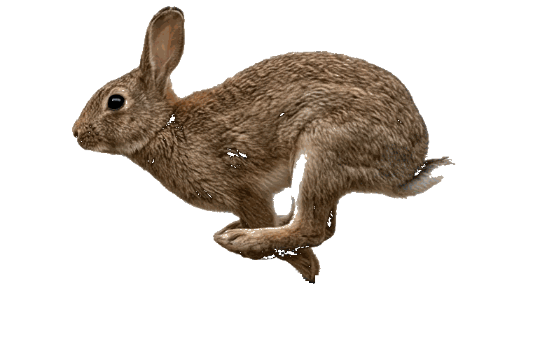 Hase